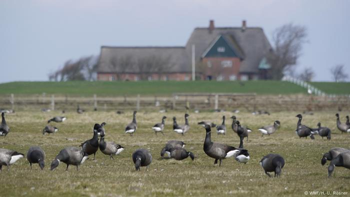 Geese in the foreground, a house on a mound in the background