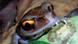 Asiatischer Krötenfrosch (Foto: WWF) Asiatischer Krötenfrosch (Foto: WWF)
