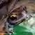 Asiatischer Krötenfrosch (Foto: WWF)