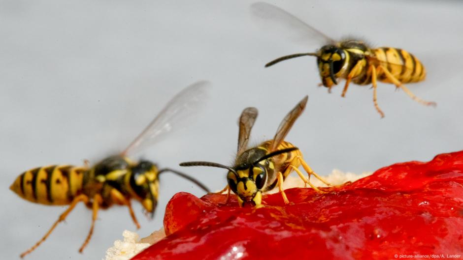Osy - uciążliwe, ale pod ochroną. Co warto o nich wiedzieć?