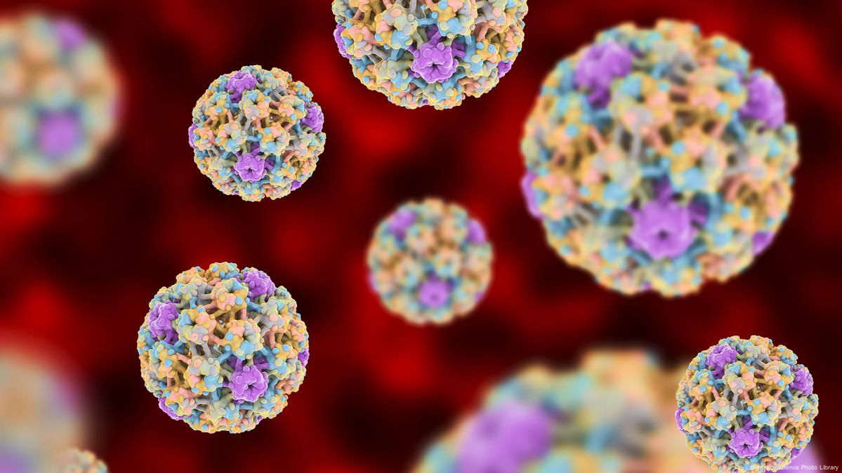 Can human papillomavirus cause prostate cancer? – DW – 07/14/2020