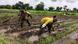 Campos de cultivo de arroz na Guiné-Bissau Campos de cultivo de arroz na Guiné-Bissau