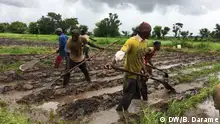Cultivo de arroz na Guiné-Bissau