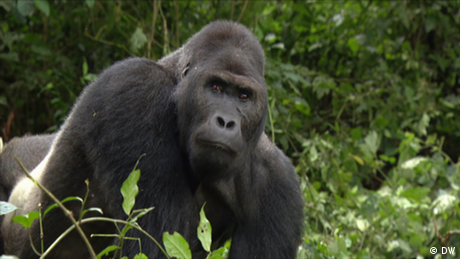 A gorilla in DR Congo 
