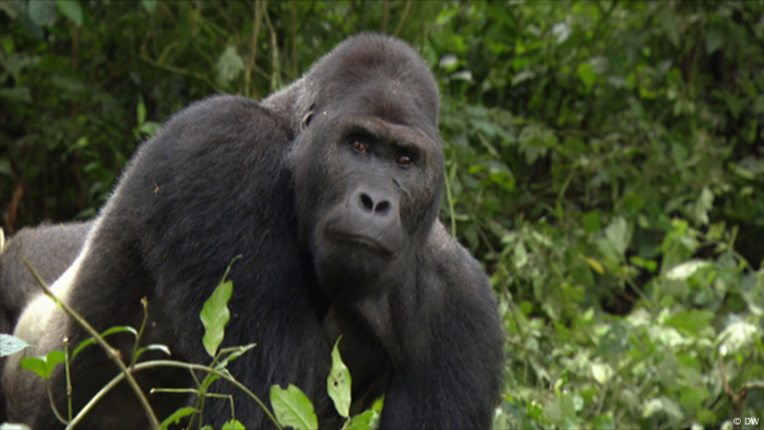 A gorilla in DR Congo 