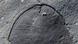 Dickinsonia Fossil Dickinsonia Fossil