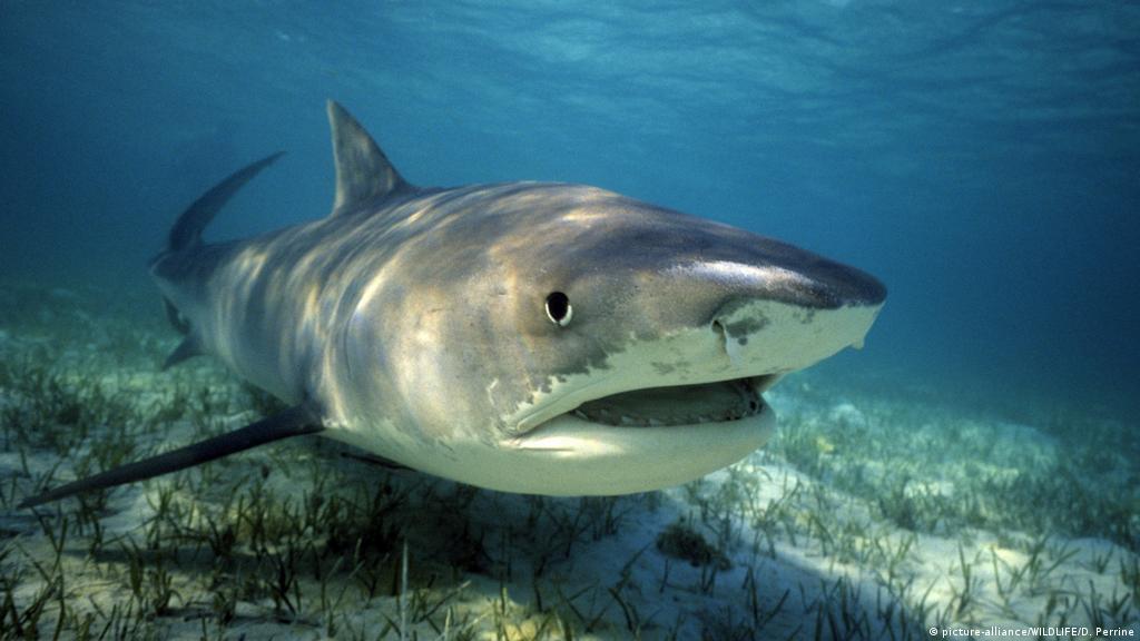 Australia tiger sharks killed after attack on tourists near Great Barrier  Reef | News | DW | 22.09.2018