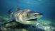 A tiger shark above a sandy ocean floor A tiger shark above a sandy ocean floor