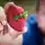Australien Erdbeeren Nadeln