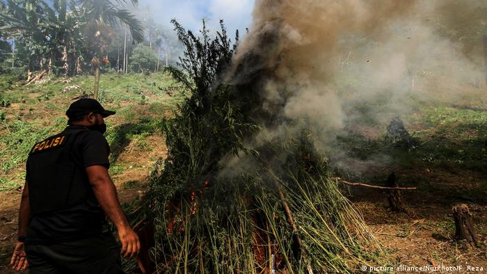 Police in Indonesia burning a crop of marijuana in 2018