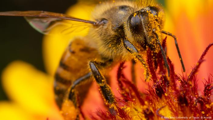 A close-up shot of a bee pollinating a plant 