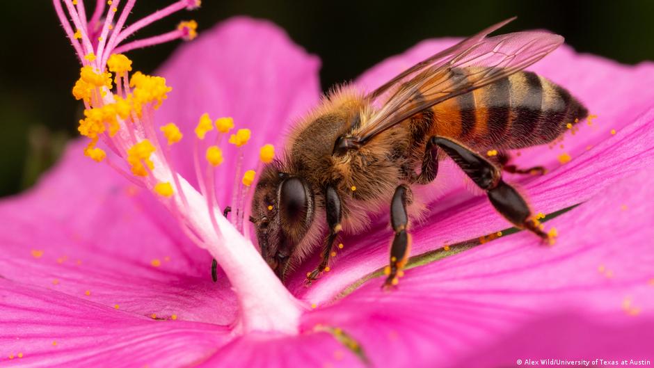 Glifosato: no solo mata la maleza, también a las abejas | El Mundo | DW |  