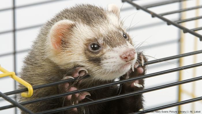 A ferret in a cage