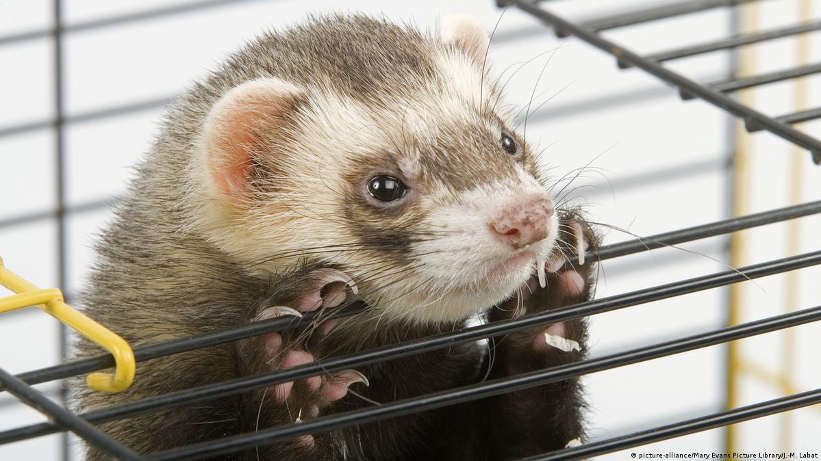 'No deal' Brexit means bad news for ferrets