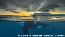 Killerwale in Gefahr: Vergiften wir die Orcas?