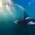 Imagen submarina con una orca
