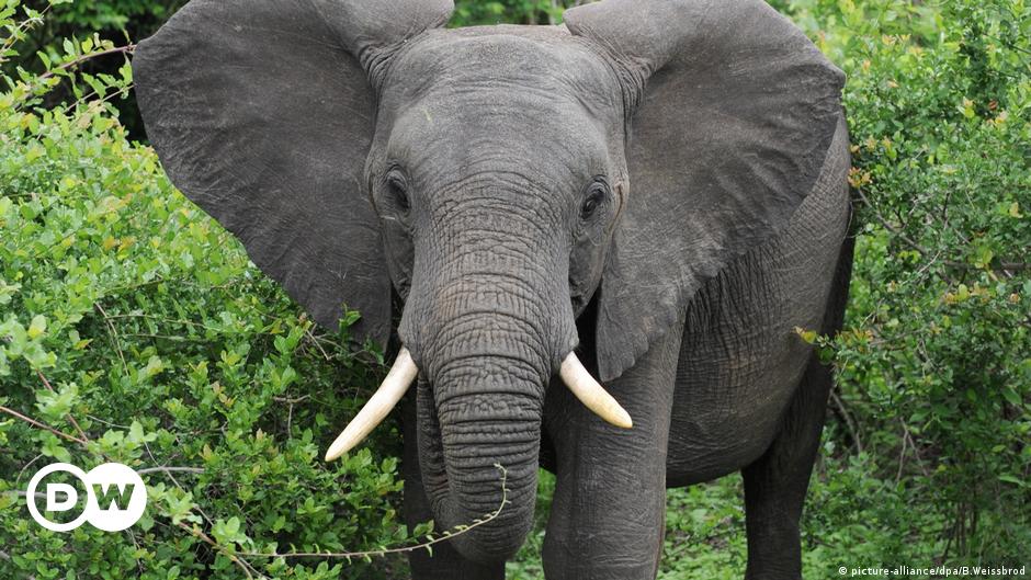 Download No Elephants Poached In A Year At Mozambique S Niassa Wildlife Park News Dw 15 06 2019