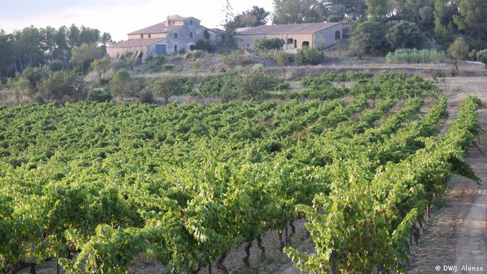A vineyard near Sant Sadurní d'Anoia