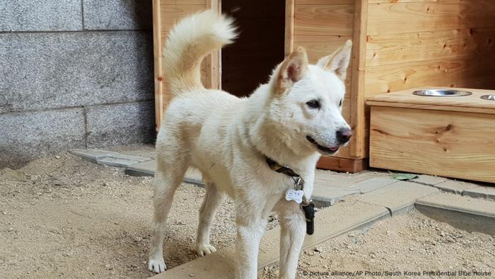 south korean puppies