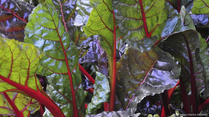 Swiss chard (Imago/Danita Delimont)