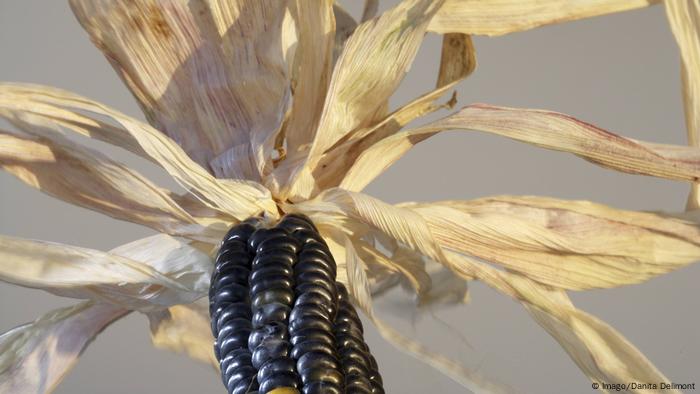 Blue Corn (Imago/Danita Delimont)