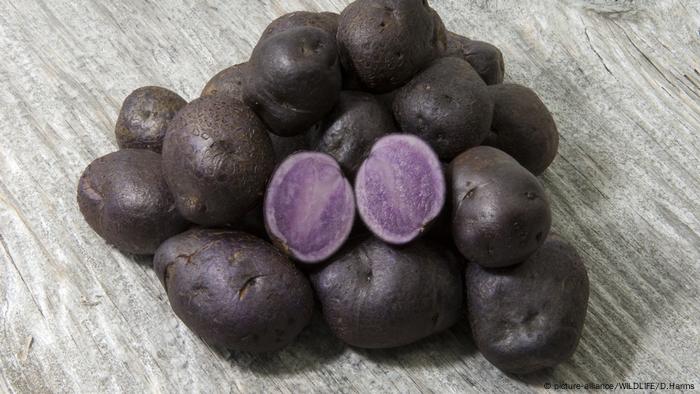 Purple Potatoes (picture-alliance/WILDLIFE/D.Harms)
