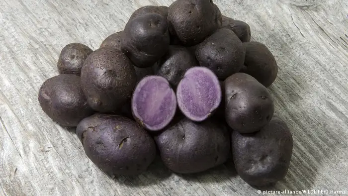 Purple potatoes (picture-alliance/WILDLIFE/D.Harms)