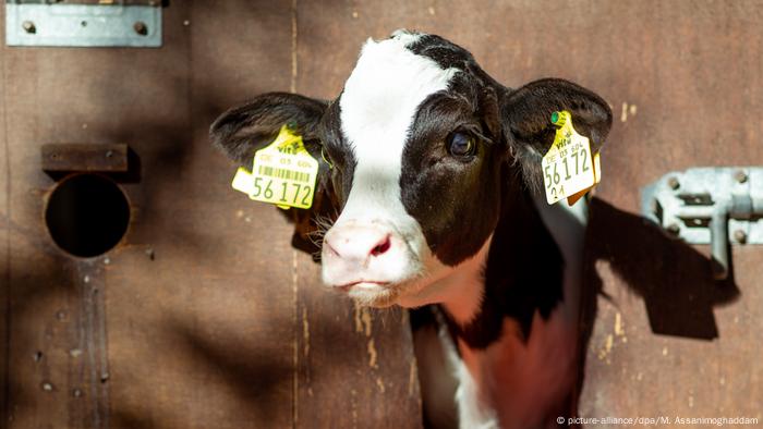 Thousands Of New Born Calves Illegally Killed Each Year In Germany Report News Dw 24 11 2019