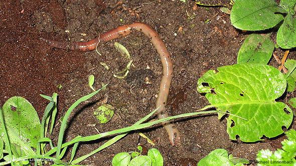 earthworm in the soil