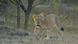 A lioness in Gir National Park A lioness in Gir National Park