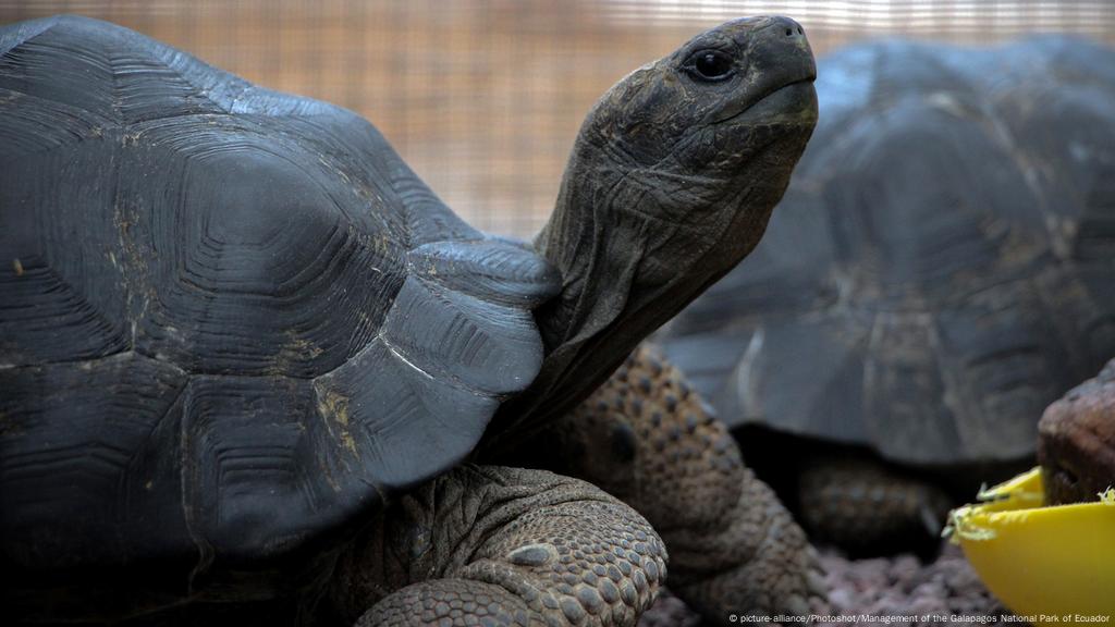 Galapagos Islands 123 Baby Tortoises Reported Stolen News Dw 06 10 2018