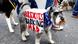 England Anti-Brexit Demonstranten in London England Anti-Brexit Demonstranten in London