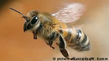 تنقذ حياة النساء.. علماء يكتشفون فائدة جديدة لسم نحل العسل