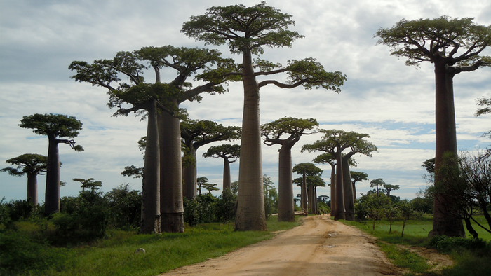 DW Global Ideas Lernpaket #2 Wald 9 (Baobabs Madagaskar)