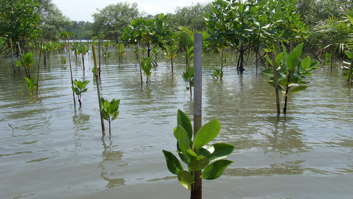 DW Global Ideas Lernpaket #2 Wald 6 (Mangrovensetzlinge, Thailand)