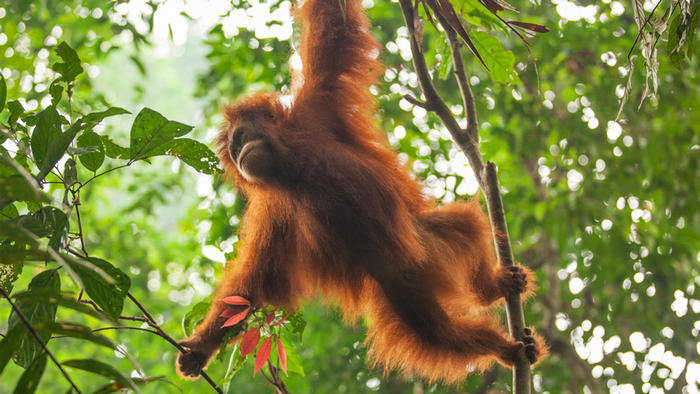 DW Global Ideas Lernpaket #2 Wald 12 (Orangutan, Indonesien)