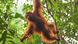 DW Global Ideas Lernpaket #2 Wald 12 (Orangutan, Indonesien) DW Global Ideas Lernpaket #2 Wald 12 (Orangutan, Indonesien)
