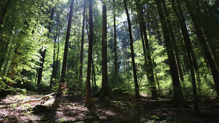 DW Global Ideas Lernpaket #2 Wald 7 (Laubwald, Deutschland)