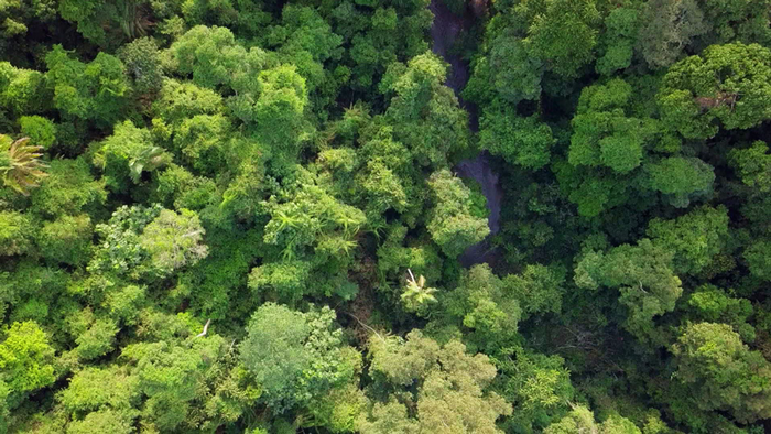 DW Global Ideas Lernpaket #2 Wald 2 (Intakter Regenwald, Sumatra)