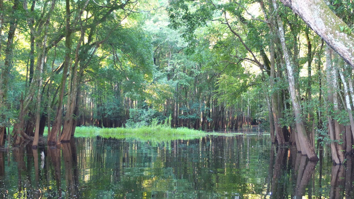 DW Global Ideas Lernpaket #2 Wald 14 (Sumpfwald, Kongo)