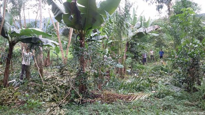 mehrere Menschen arbeiten in einer Plantage im Urwald