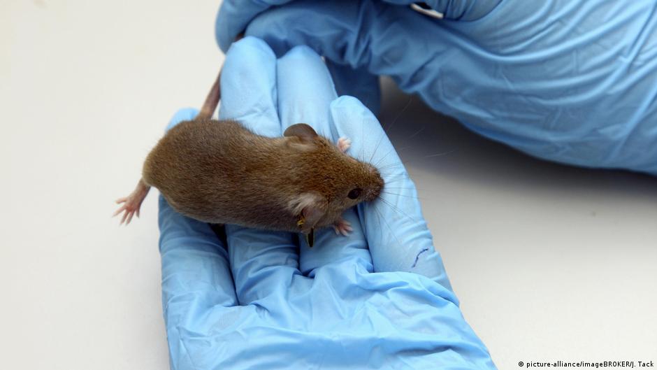 Can a drug help prevent trauma? Study with mice suggests so