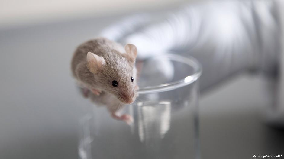 Germany: Number of animals used in testing drops again – DW – 12/11/2023 - Vimarsana News