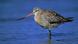 Bar-tailed godwit Bar-tailed godwit