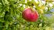 Ein Granatapfel an einem Baum Ein Granatapfel an einem Baum