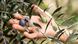 A hand holds olives on a branch A hand holds olives on a branch