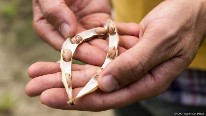 A hand holds an open bean pod with dried seeds