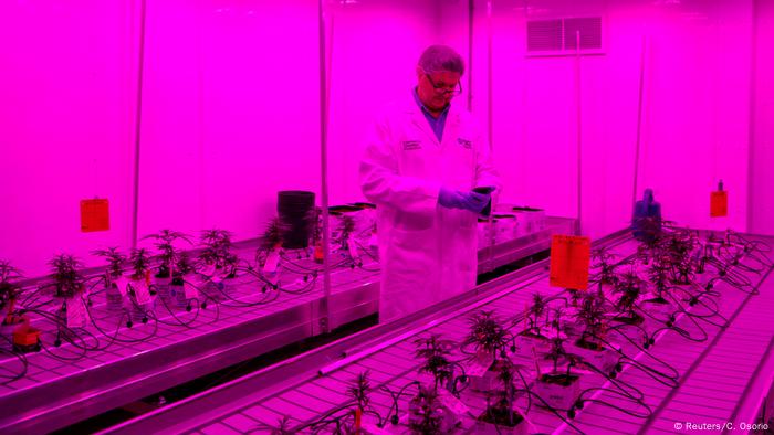 Kanada Cannabis-Produktionsprogramm am Niagara College