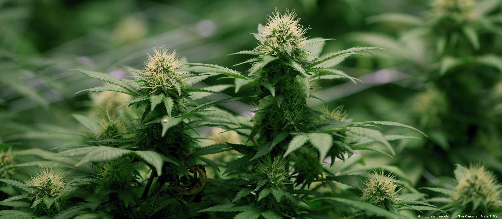 Выращивание марихуаны запрещено урбеч из конопляного семени как принимать
