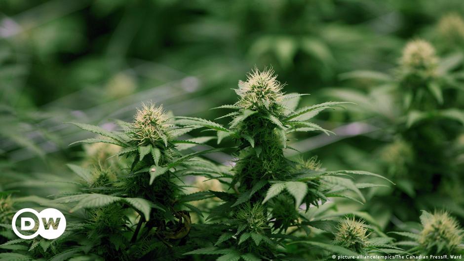 Доклад марихуана продажа конопляного семян